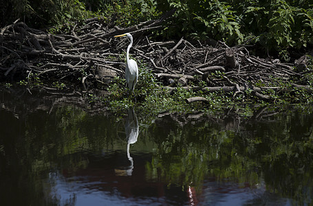 Egret 电子格雷特荒野起重机池塘河口动物沼泽白鹭场景野生动物热带图片