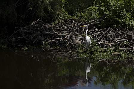 Egret 电子格雷特热带国家池塘野生动物白鹭苍鹭环境动物沼泽羽毛图片