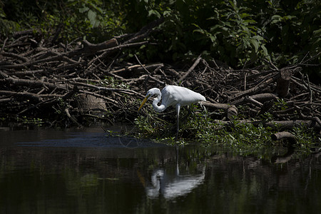 Egret 电子格雷特环境荒野国家野生动物起重机场景湿地苍鹭羽毛沼泽图片