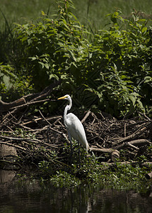 Egret 电子格雷特荒野白鹭热带国家羽毛池塘沼泽野生动物起重机场景图片