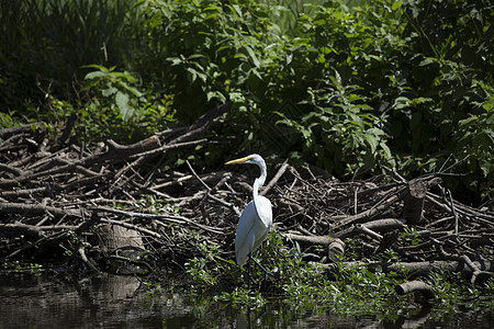 Egret 电子格雷特羽毛池塘国家场景环境河口白鹭沼泽苍鹭热带图片