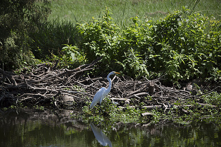 Egret 电子格雷特动物湿地野生动物环境白鹭场景苍鹭热带荒野河口图片