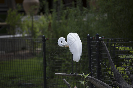 Egret 电子格雷特荒野场景热带苍鹭起重机动物羽毛国家湿地河口图片