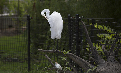 Egret 电子格雷特白鹭羽毛热带沼泽河口池塘野生动物动物苍鹭场景图片