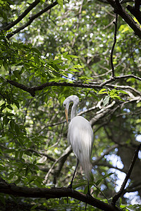 Egret 电子格雷特热带白鹭动物河口苍鹭环境场景野生动物荒野羽毛图片