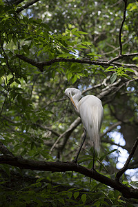 Egret 电子格雷特沼泽国家动物白鹭河口苍鹭热带野生动物羽毛起重机图片