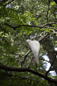 Egret 电子格雷特动物河口苍鹭荒野野生动物环境国家羽毛白鹭池塘图片