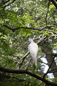 Egret 电子格雷特荒野羽毛白鹭湿地苍鹭野生动物热带国家场景动物图片