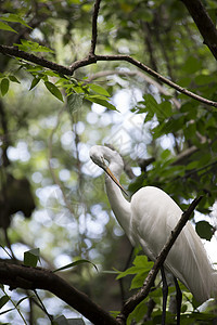 Egret 电子格雷特湿地动物荒野国家野生动物沼泽河口苍鹭白鹭环境图片