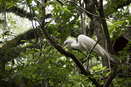 Egret 电子格雷特国家沼泽羽毛白鹭动物河口起重机池塘热带野生动物图片