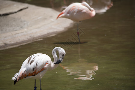 Flamingos 蘑菇室动物园火烈鸟多样性淡水眼睛水鸟涉水荒野脖子橙子图片