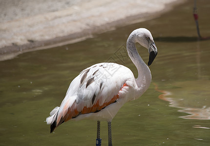 Flamingos 蘑菇室翅膀火烈鸟池塘眼睛动物群旅行野生动物水鸟热带环境图片