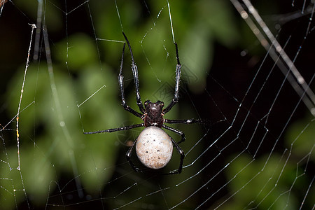 马达加斯加尼菲伦盖斯利维达蜘蛛丝绸捕食者网络宏观野生动物动物群打猎危险猎人图片