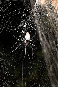 马达加斯加尼菲伦盖斯利维达织工丝绸蜘蛛昆虫网络热带捕食者猎物野生动物陷阱图片