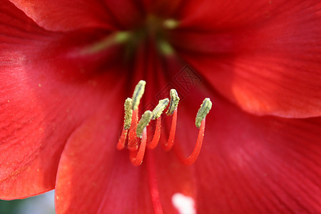 红hibscus 鲜花特写宏观植物花园红色花粉木槿花瓣热带白色黄色图片