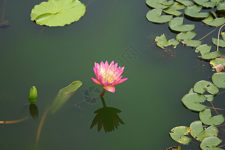 粉色莲花花粉黄色丝状太阳能背景图片