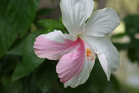 粉红花碧花植物花瓣植物群橙子草本绿色花园美丽异国粉色图片