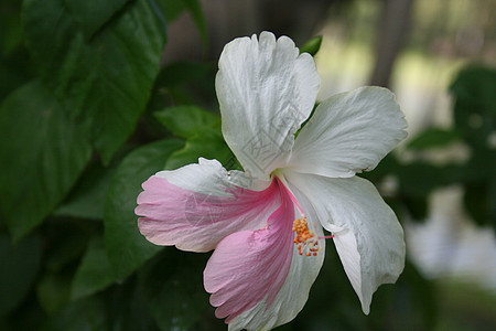 粉红花碧花绿色叶子植物美丽草本热带花园木槿草本植物白色图片