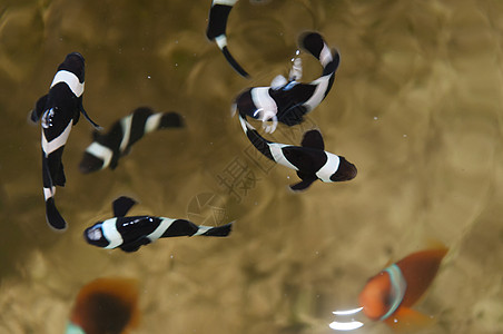 水泥池中小丑养殖单眼皮总动员动物珊瑚游泳盐水农场海洋热带野生动物图片