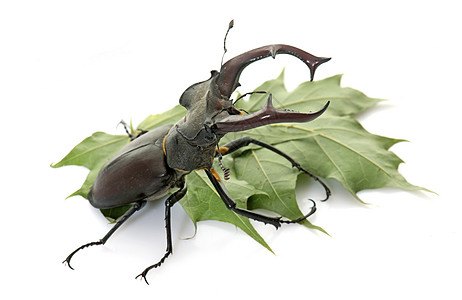 演播室的卢卡努斯曲棍球动物甲虫工作室男性昆虫森林野生动物鞘翅目黑色图片