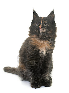 缅因猫小猫宠物三色工作室棕色虎斑动物女性背景