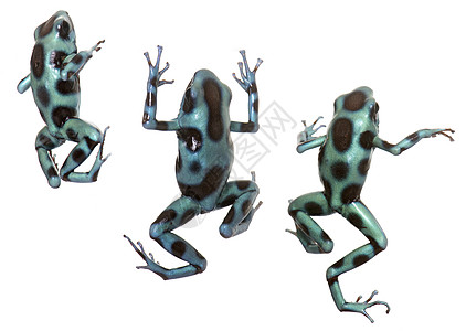 甲草胺团体绿色黑色宏观毒蛙两栖蓝色动物工作室青蛙图片