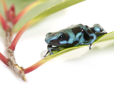 甲草胺毒蛙宏观蓝色黑色绿色青蛙工作室两栖动物图片