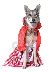 演播室里穿成一身打扮的萨鲁狼犬图片