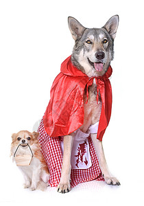 身着萨尔卢狗和吉华人服装女性朋友们动物外套红色宠物工作室小红帽奇装异服狼狗图片