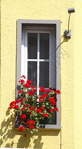 鲜花框联盟植物房子格栅花箱花头黄色背景图片