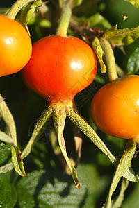 新鲜红玫瑰臀部和树叶橘红色灌木水果联盟红色橙子植物图片