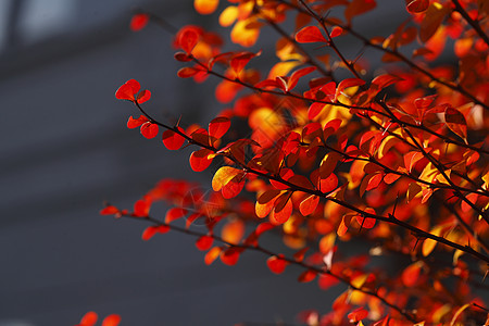 红色秋季假灌木树篱树叶植物叶子分支机构床单变色图片