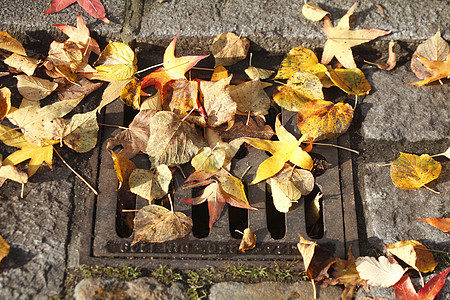 彩色秋假运河路缘街道枫叶染料抑制床单下水道树叶叶子图片