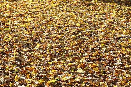 彩色秋假变色染料红色黄色树叶枫叶床单草地叶子背景图片