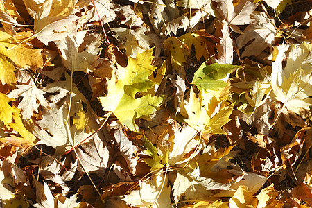 枫叶荻花秋瑟瑟彩色秋假染料草地床单变色黄色红色叶子枫叶树叶背景