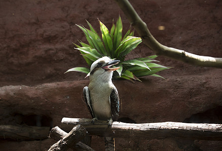欢笑的Kookaburra食肉羽毛翅膀环境动物荒野航班渔夫鸟类大道图片