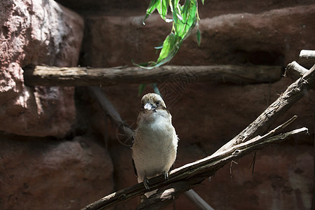 欢笑的Kookaburra野生动物航班森林翠鸟荒野翅膀渔夫栖息食肉羽毛图片