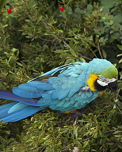 食肉动物气候岛屿旅游羽毛讲话丛林蓝色热带尾巴金刚鹦鹉图片