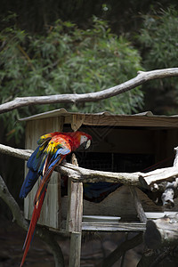 斯嘉丽马考异国翅膀金刚鹦鹉鸟类雨林情调荒野丛林眼睛动物图片