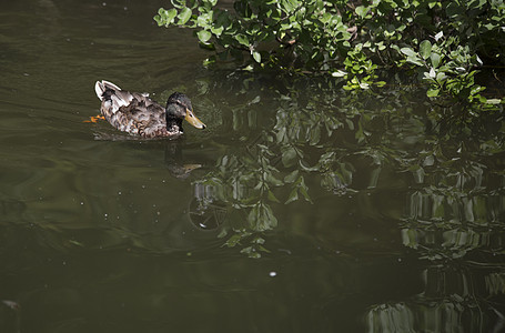 马拉德德雷克野生动物羽毛环境沼泽水禽湿地鸭子荒野动物男性图片
