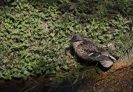 野鸭母鸡涉猎野生动物蓝色湿地水禽沼泽动物条纹荒野羽毛图片