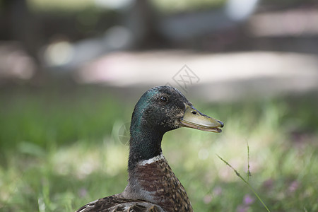马里马勒游泳水鸟男性鸭子环境湿地火鸡野生动物羽毛动物图片