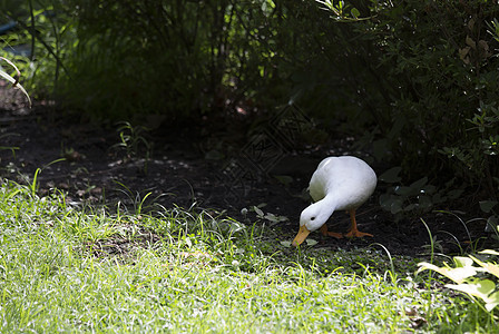 美国白鸭荒野家畜宠物国家淡水谷仓动物动物群羽毛鸭子图片