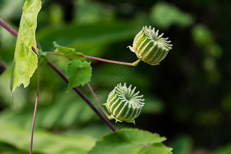 阿布图林 Indicum草本植物苘麻药品植物种子热带灌木齿轮绿色水果图片