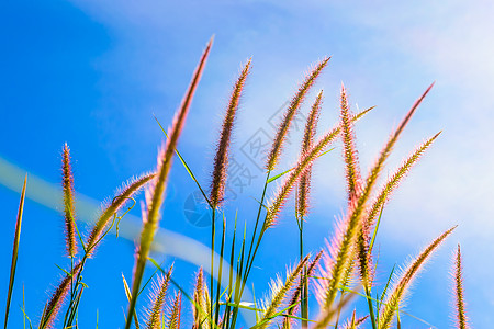 蓝天野草花生长环境植物群天空美丽乡村场地草地蓝色农村图片