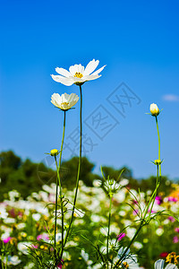 开花叶子花瓣植物群天空场地公园宇宙紫色季节植物图片