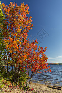 湖岸上的灿烂糖枫 - 加拿大安大略省图片