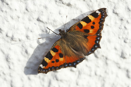 白墙上的蝴蝶昆虫橙子白色联盟房子背景图片