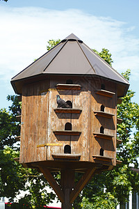 鸟屋里的鸽子鸽舍动物鸟巢联盟鸟类木头家鸽图片