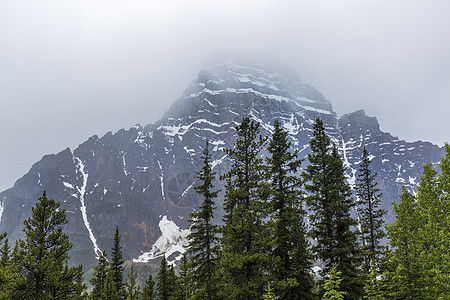 洛基山和博地森林加拿大贾斯珀国家公园冰川森林针叶林薄雾风景绿色荒野山脉树木图片